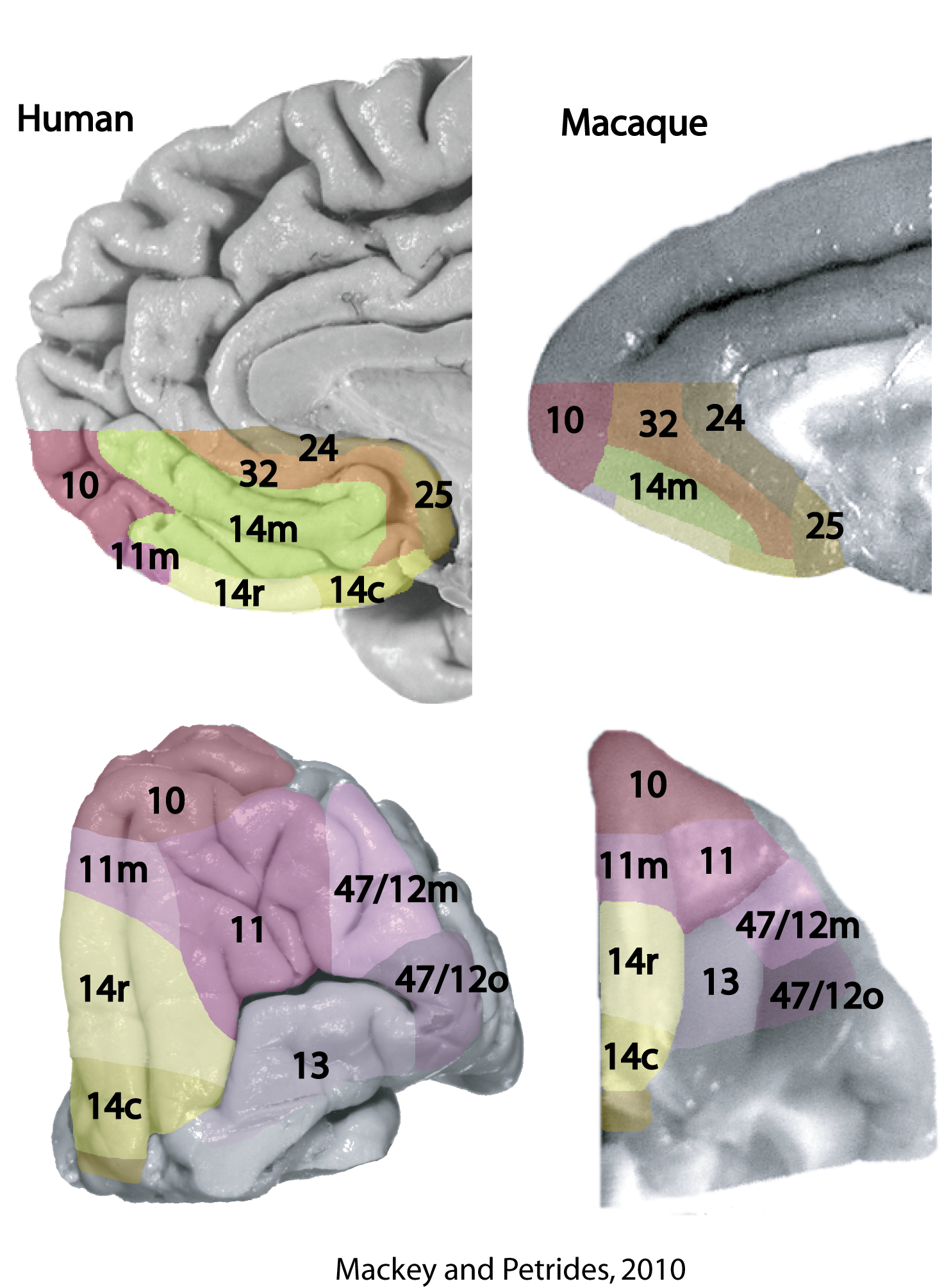 Prefrontal Cortex - an overview