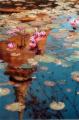 Sukhotai Lotus Flowers in a pond.
