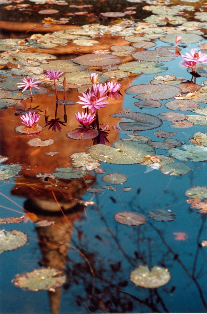 Sukhotai Fleurs de Lotus dans un tang.